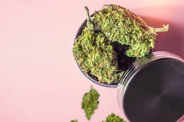 Tıbbi marihuana tomurcukları ve öğütücü pembe, tıbbi kenevir konseptinde izole edilmiş - Fotoğraf, Görsel