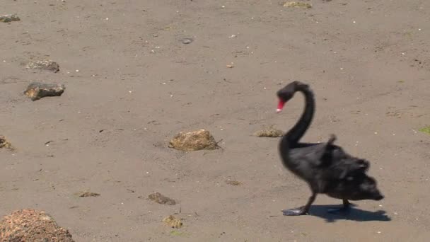 Kangaroo Island (Australia),black swans walking together - Πλάνα, βίντεο