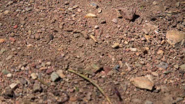 Fourmis dans l'Outback de l'Australie - Séquence, vidéo