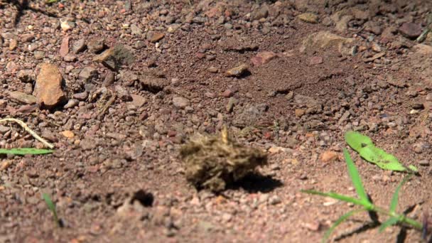 Fourmis dans l'Outback de l'Australie - Séquence, vidéo
