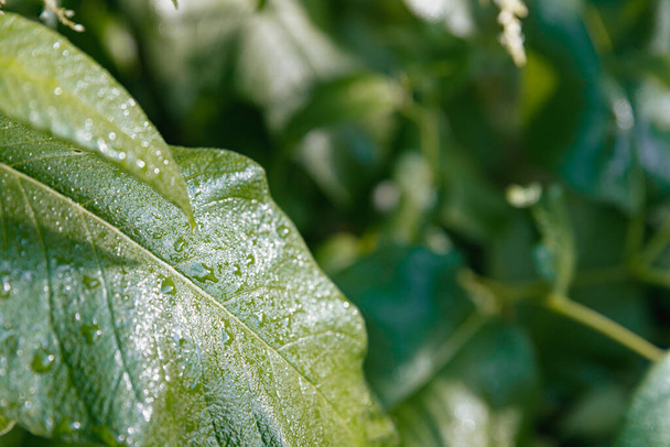 Er zijn veel druppels water op een groot blad van een sappige groene kleur tegen een achtergrond van onscherp groen. - Foto, afbeelding