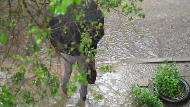 Άντρας με παντελόνι και μαύρη ομπρέλα βγαίνει έξω στη βροχή έξω από το σπίτι - Πλάνα, βίντεο