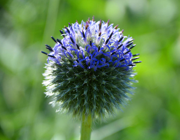 Globe thistle est une fleur contemporaine aux qualités du vieux monde : ses fleurs bleues sphériques s'arrêtent à la frontière estivale  - Photo, image