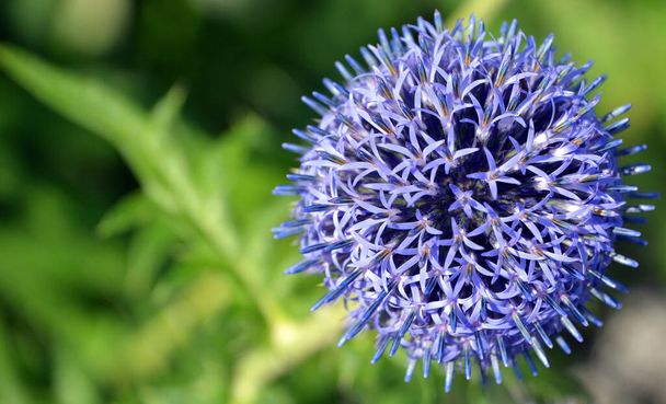 Globe γαϊδουράγκαθο είναι ένα σύγχρονο που αναζητούν λουλούδι με ιδιότητες του παλιού κόσμου: σφαιρικά μπλε άνθη του συλλαμβάνουν στα σύνορα του καλοκαιριού  - Φωτογραφία, εικόνα