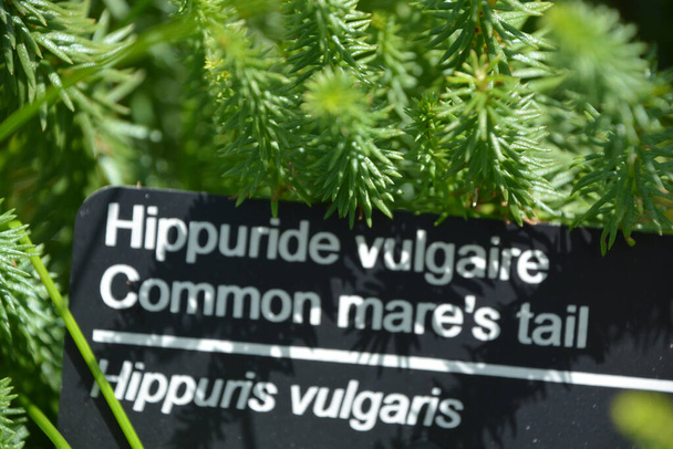 De staartmerrie ("Common mare 's tail") is een gewone waterplant uit Eurazië en Noord-Amerika. Het verkiest niet-zure wateren. - Foto, afbeelding