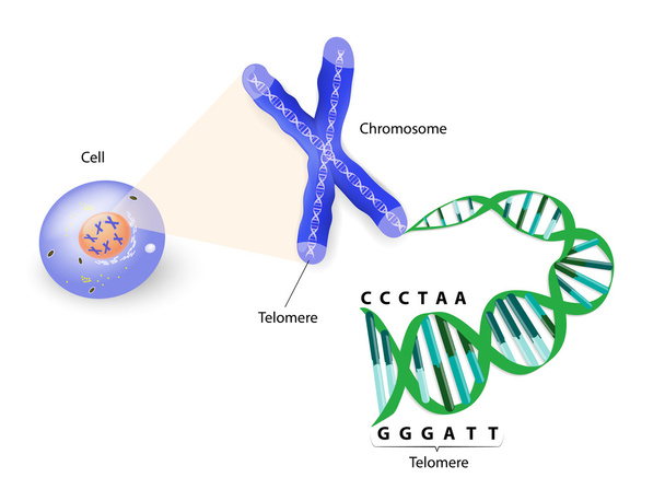 emberi sejt-, kromoszóma- és telomer - Vektor, kép