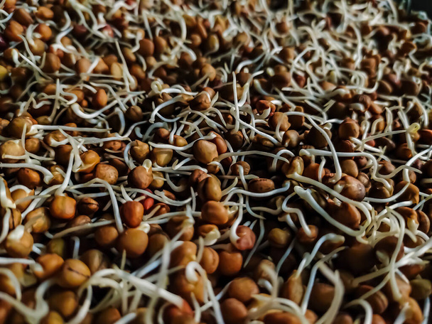 Vigna aconitifolia - устойчивый к засухе легум, обычно выращиваемый в засушливых и полузасушливых регионах Индии. Это обычно называют матовый боб, моль бобов, матки, турецкий грамм или роса бобов. - Фото, изображение