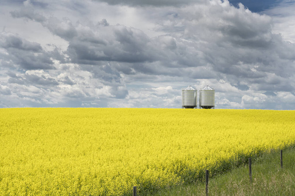 Un paio di silos di grano siedono vuoti su un campo di colza giallo brillante in fiore sotto un cielo tempestoso sulle praterie dell'Alberta.. - Foto, immagini