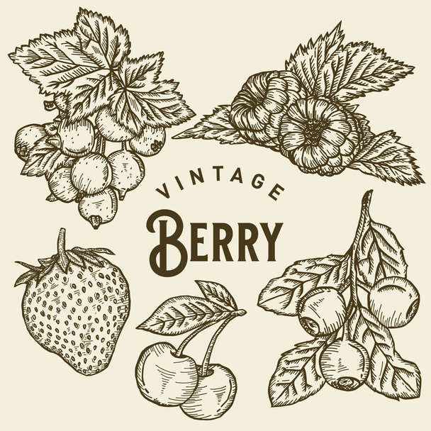 Vintage Berry Illustration Design - Vektor, obrázek