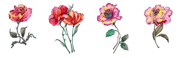 Krásná akvarel sada květin - Fotografie, Obrázek