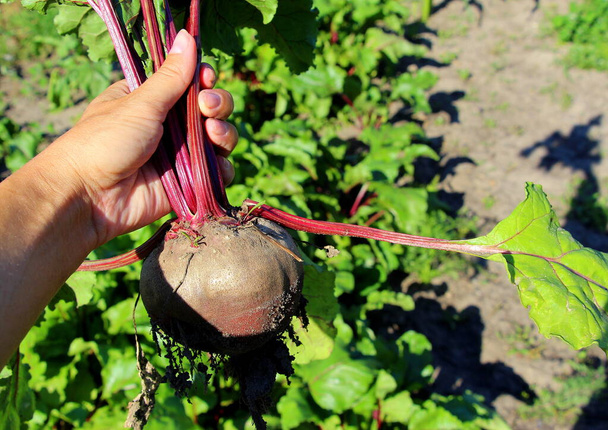 Harvest ripe sugar and fresh beets in summer. A healthy vegetable. - Photo, Image