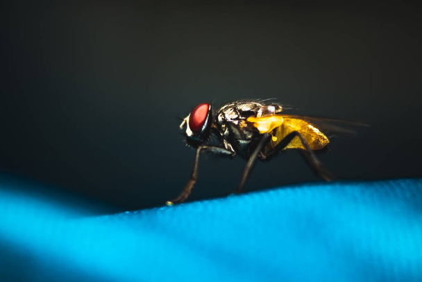 Housefly lähellä Macro ammuttu. Kärpänen on Cyclorrhapha-alaryhmän kärpänen, ja se on levinnyt ympäri maailmaa ihmisten kommentaalisena. Se on yleisin lentää lajeja löytyy taloja - Valokuva, kuva