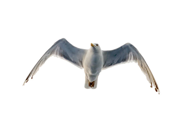 La gaviota marina vuela en el cielo. Vista inferior sobre un fondo de nubes silueta de una gaviota. Imagen aislada sobre fondo blanco. Vista inferior - Foto, Imagen