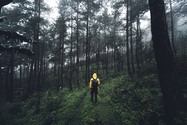 Tropický přírodní les, Stromy v lese a mlha po dešti - Fotografie, Obrázek