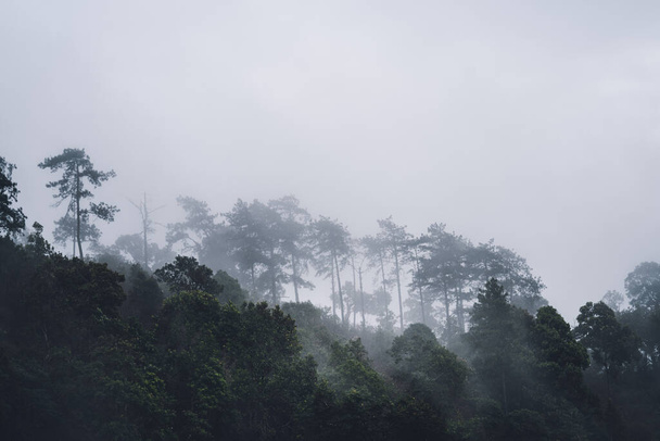 熱帯雨林、森の木々や霧の後 - 写真・画像