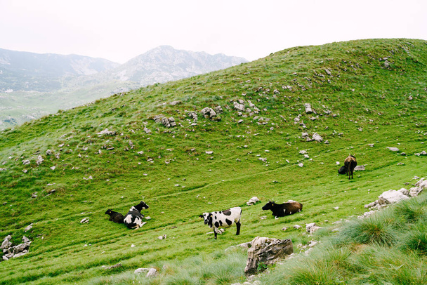 Karadağ dağlarındaki yeşil tepecikli çayırlarda otlayan bir inek sürüsü görülüyor. Durmitor Ulusal Parkı, Zabljak. İnekler otları kemiriyor.. - Fotoğraf, Görsel