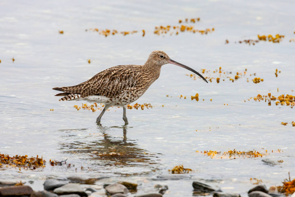 Eurasian Curlew (Numenius arquata) a wader in the family Scolopacidae.  The curlew is a a migratory species over most of its range, wintering in Africa, southern Europe and south Asia.  - Photo, Image