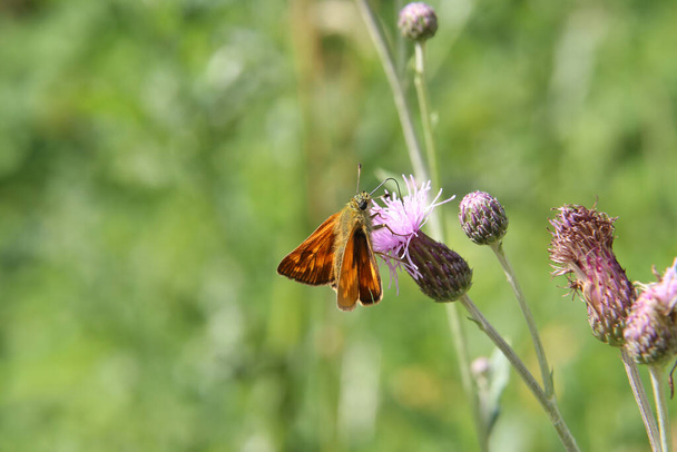 A close up view of a Large Skipper Butterfly. - Photo, Image