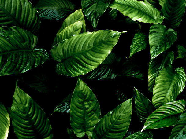 フルフレームフレッシュな熱帯の葉のトップビュー自然を生きるとして暗いトーンで表面テクスチャ背景 - 写真・画像