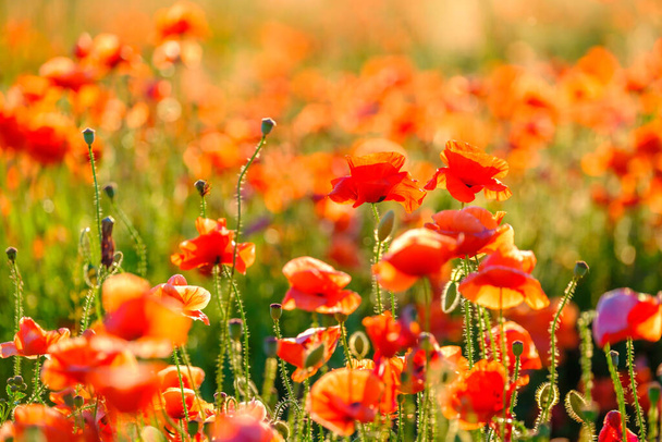 Blooming red poppies in a summer meadow - Photo, Image