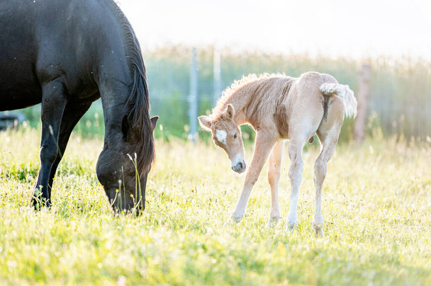 Cute little adorable horse foal in sunset on meadow. Fluffy beautiful healthy little horse filly. - Zdjęcie, obraz