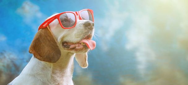 幸せな犬は草の上に横たわって、サングラスとレモネードで暖かく感じる、温度計 - 写真・画像