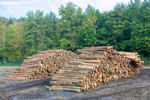 Houtblokken van dennen. Stapel gekapte dennenbomen in een bos. Industriële vernietiging - Foto, afbeelding