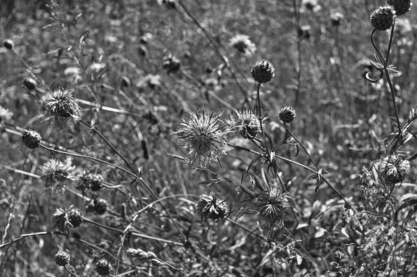 A meadow in the city center. Artistic look in black and white. - Photo, Image