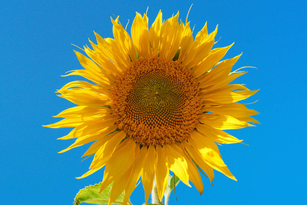 Sunflower close up in a field on a summer day against a blue sky - Photo, Image