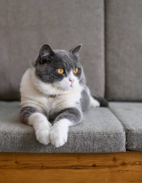 British shorthair cat lying on the sofa - 写真・画像