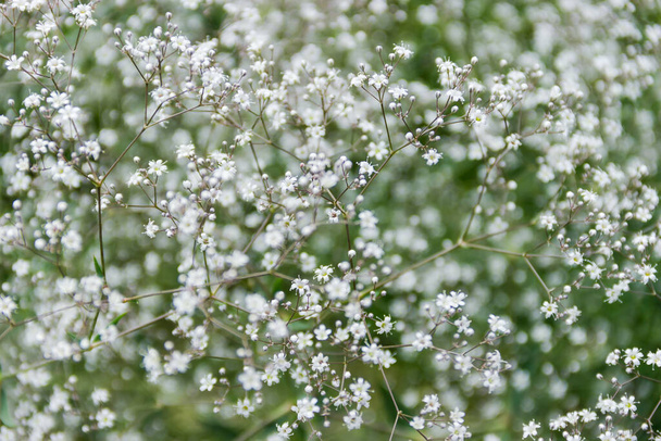 Gypsophila de floración con pequeñas flores blancas de primer plano en enfoque selectivo, fondo
 - Foto, Imagen