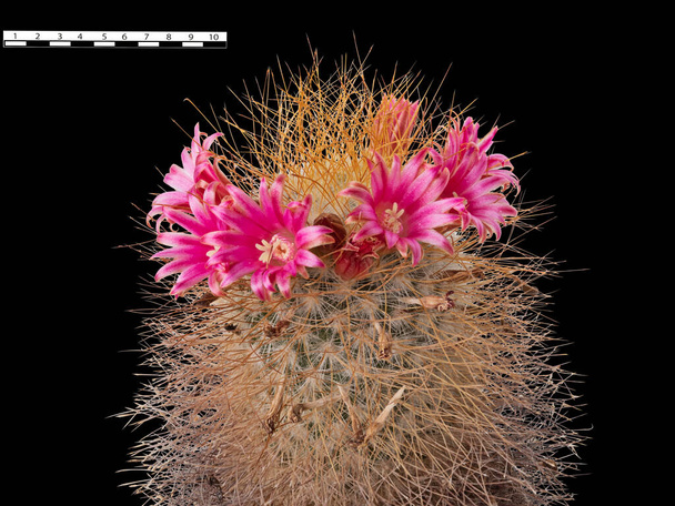 A Wreath of Red-Pink Flowers Adorns the Cactus Plant Mammillaria Magnifica. A Comparative Size Scale of One Inch Is Shown. Isolated On Black Background  - Photo, Image
