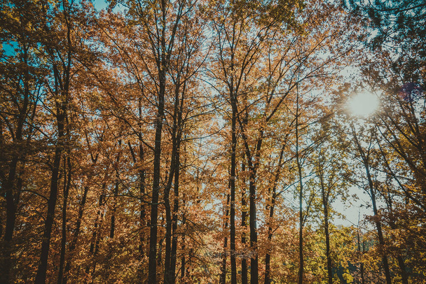 Wspaniała jesień w pięknym historycznym parku - Zdjęcie, obraz