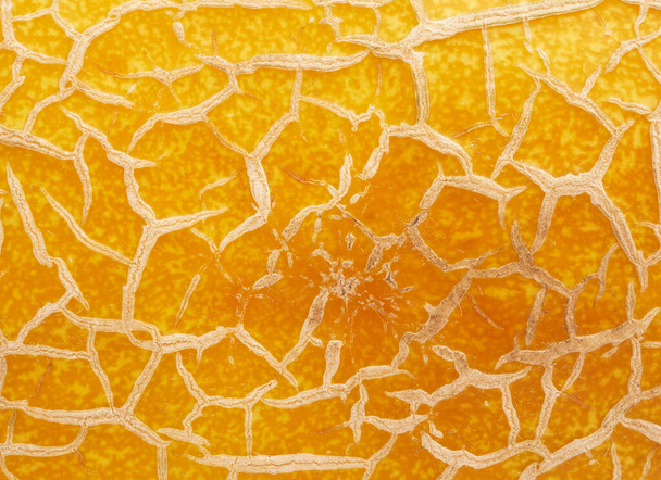 yellow ripe melon texture, full frame, close up - Фото, зображення