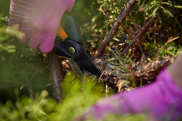 Mãos de cultivador em luvas rosa estão aparando um galhos de arbusto verde coberto usando tesouras de poda. O jardineiro está a cortar sebes na Primavera. Fechar
 - Foto, Imagem