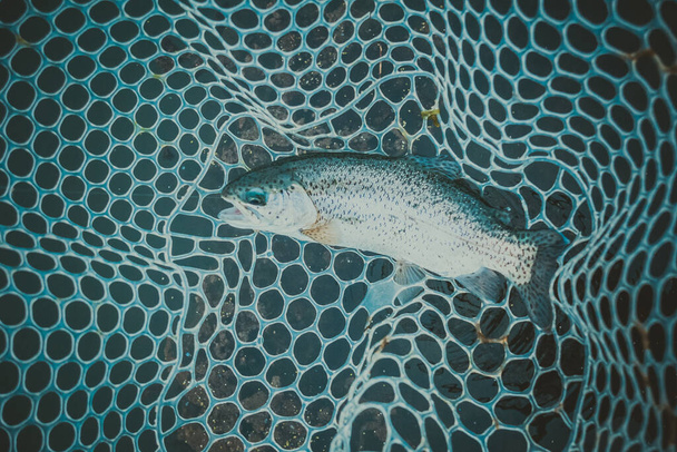 Taimenen kalastus järvellä - Valokuva, kuva