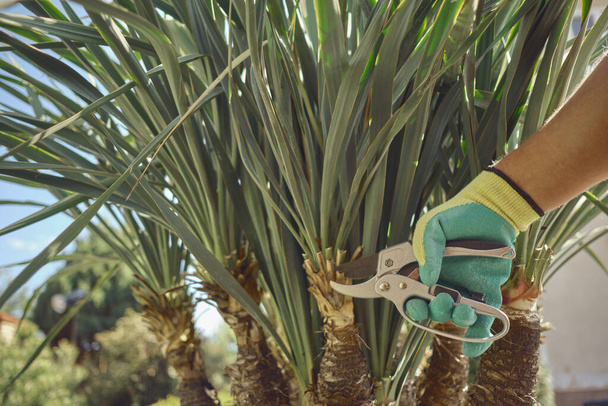 Hand of unknown worker in colorful glove is cutting green yucca or small palm tree with pruning shears on sunny backyard. Garden landscaping. Close up - 写真・画像