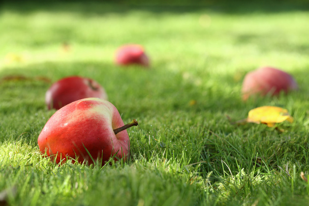 Manzanas caídas. - Foto, Imagen
