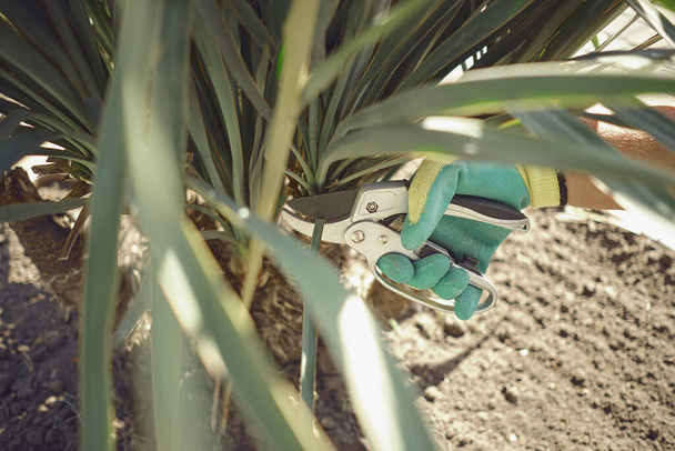 Hand von unbekannten Menschen in bunten Handschuhen schneidet grüne Yucca oder kleine Palme mit der Baumschere im sonnigen Garten. Gartengestaltung Hinterhof. Nahaufnahme - Foto, Bild