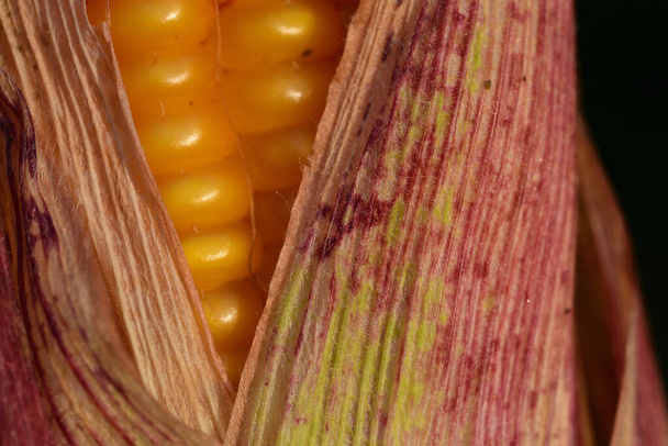 Primer plano y vista de cerca de una mazorca de maíz amarillo fresco con granos de maíz con condensación y pequeñas gotas en frente de fondo oscuro
 - Foto, imagen