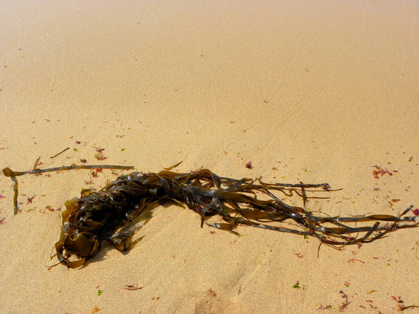 Zeewier. Donkergroene lange algen op het gele zand. Kelp en zeewier gewassen op de kust in Ericeira, Portugal. - Foto, afbeelding
