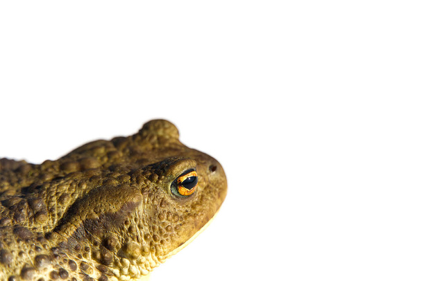 Common toad or European toad, Bufo bufo, isolated on white background. - Foto, Imagen