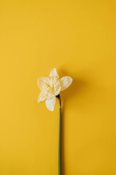 Floral composition with one narcissus flower on yellow background. Flat lay, top view - Foto, imagen