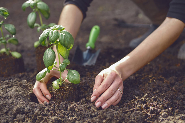 Hands of unrecognizable girl are planting green basil seedling or plant in ground. Organic gardening. Sunlight, soil, small garden shovel. Close-up - Photo, Image