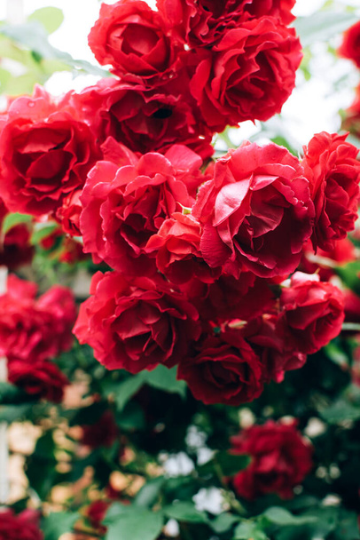 Schöne blühende rote Rosensträucher, die im Freien im Garten wachsen. Vertikales Bild. - Foto, Bild