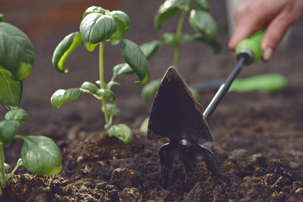 Die Hand eines nicht wiederzuerkennenden Mädchens lockert mit einer kleinen Gartenhacke den Boden und pflanzt grüne Basilikumsetzlinge in gedüngte schwarze Erde. Sonniger Tag. Nahaufnahme - Foto, Bild