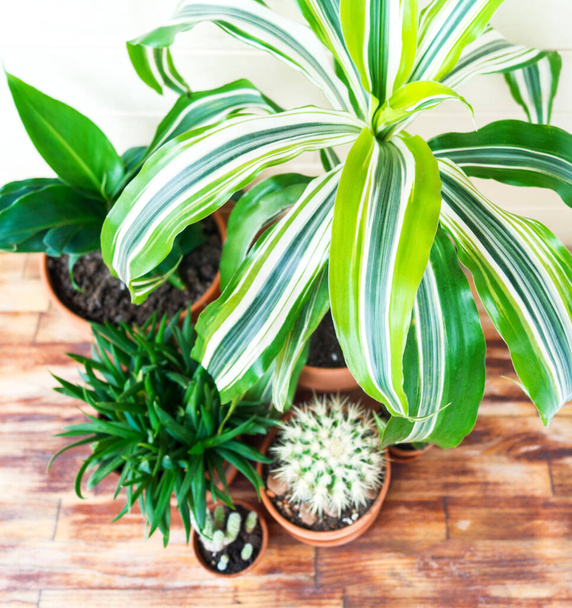Succulent plant and palm tree in a terracotta pot. Natural light. plant home decoration - Foto, Imagem
