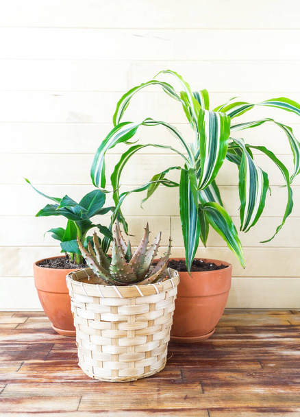 Succulent plant and palm tree in a terracotta pot. Natural light. plant home decoration - Fotografie, Obrázek