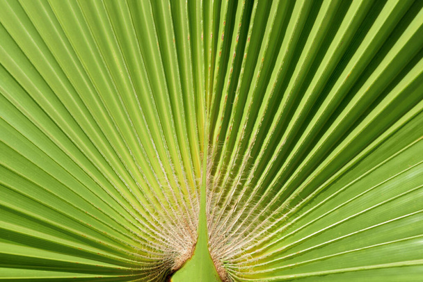 Close-up and background of green leaf of a fan palm with folds in the summer in Italy - Photo, Image