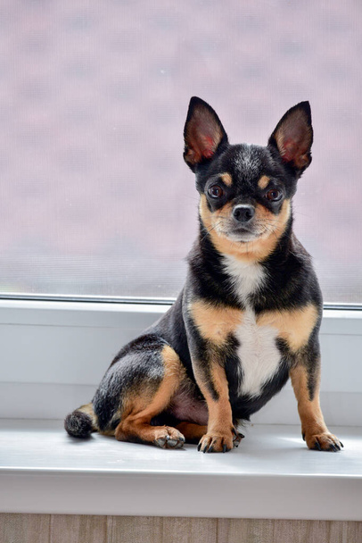 Mały piękny pies rasy Chihuahua siedzi sam na białym parapecie przy oknie. Dzień. Pies Chihuahua na parapecie. Pet czeka na swojego właściciela przy oknie. Pies jest trójkolorowy. pies - Zdjęcie, obraz